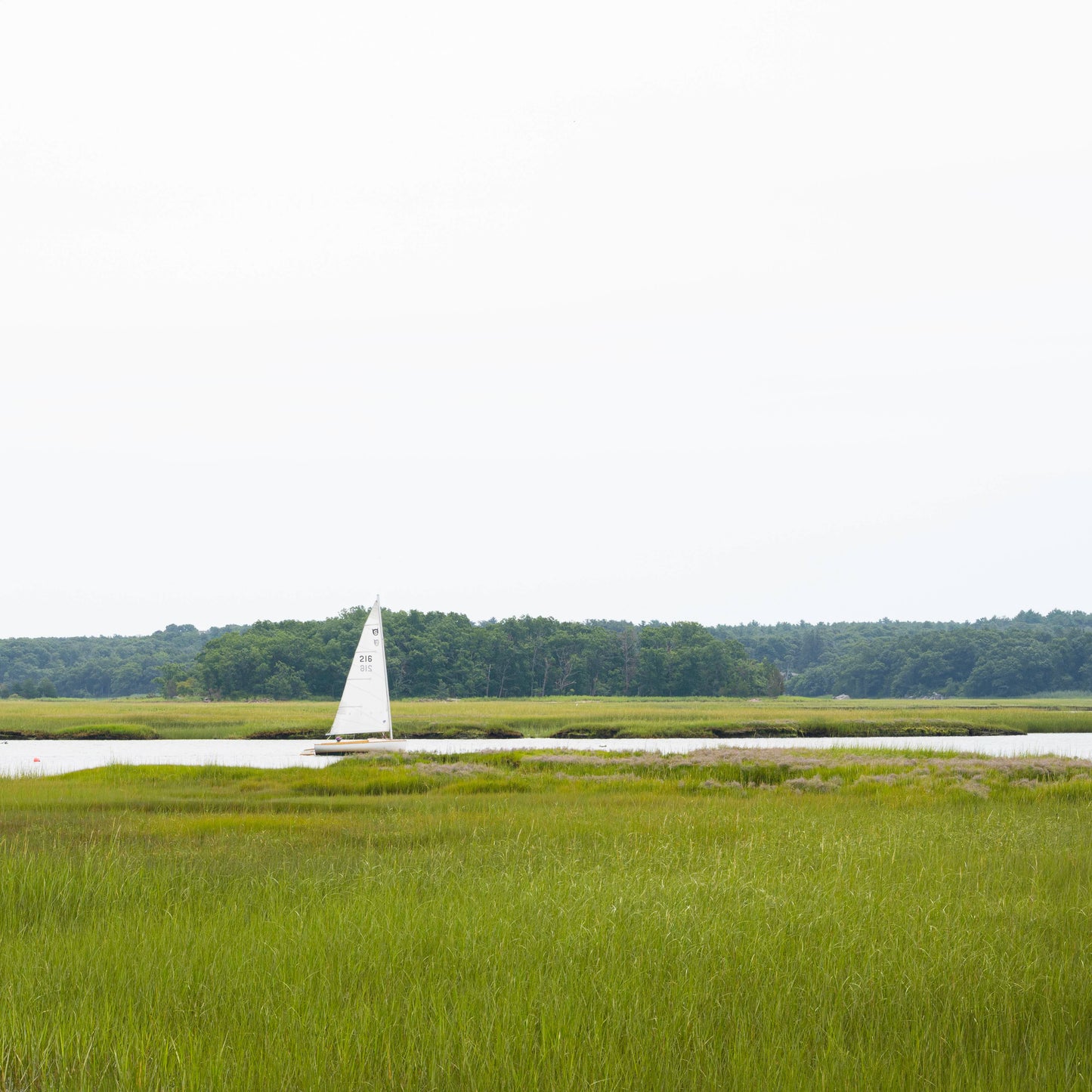 Marsh Sailor