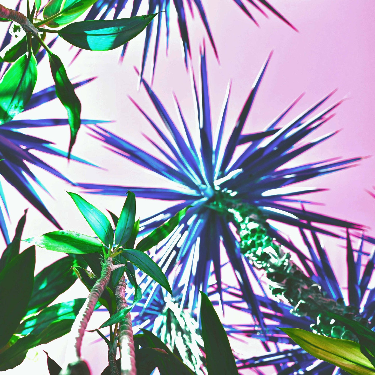 Marco Palms