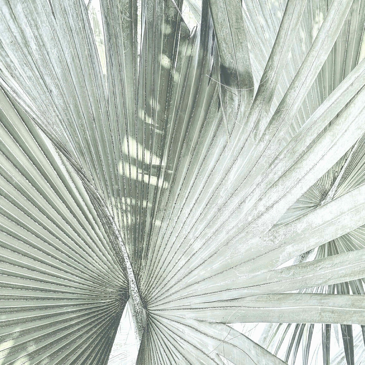 Silver Palm