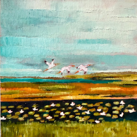 White Ibis