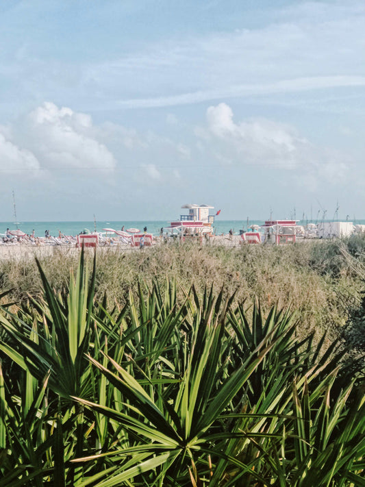A Miami Summer