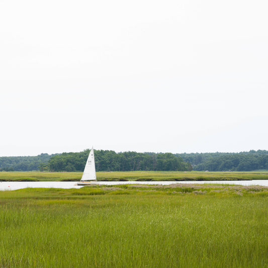 Marsh Sailor