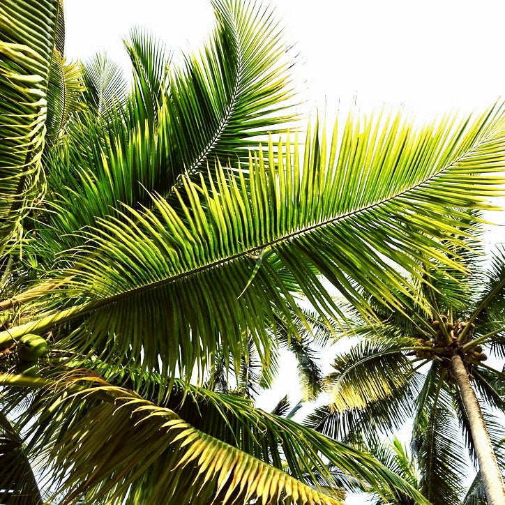 Palm I
