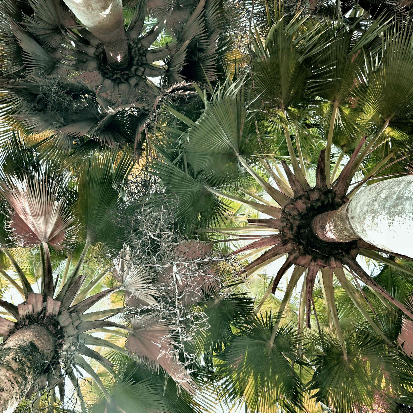 Palm IV
