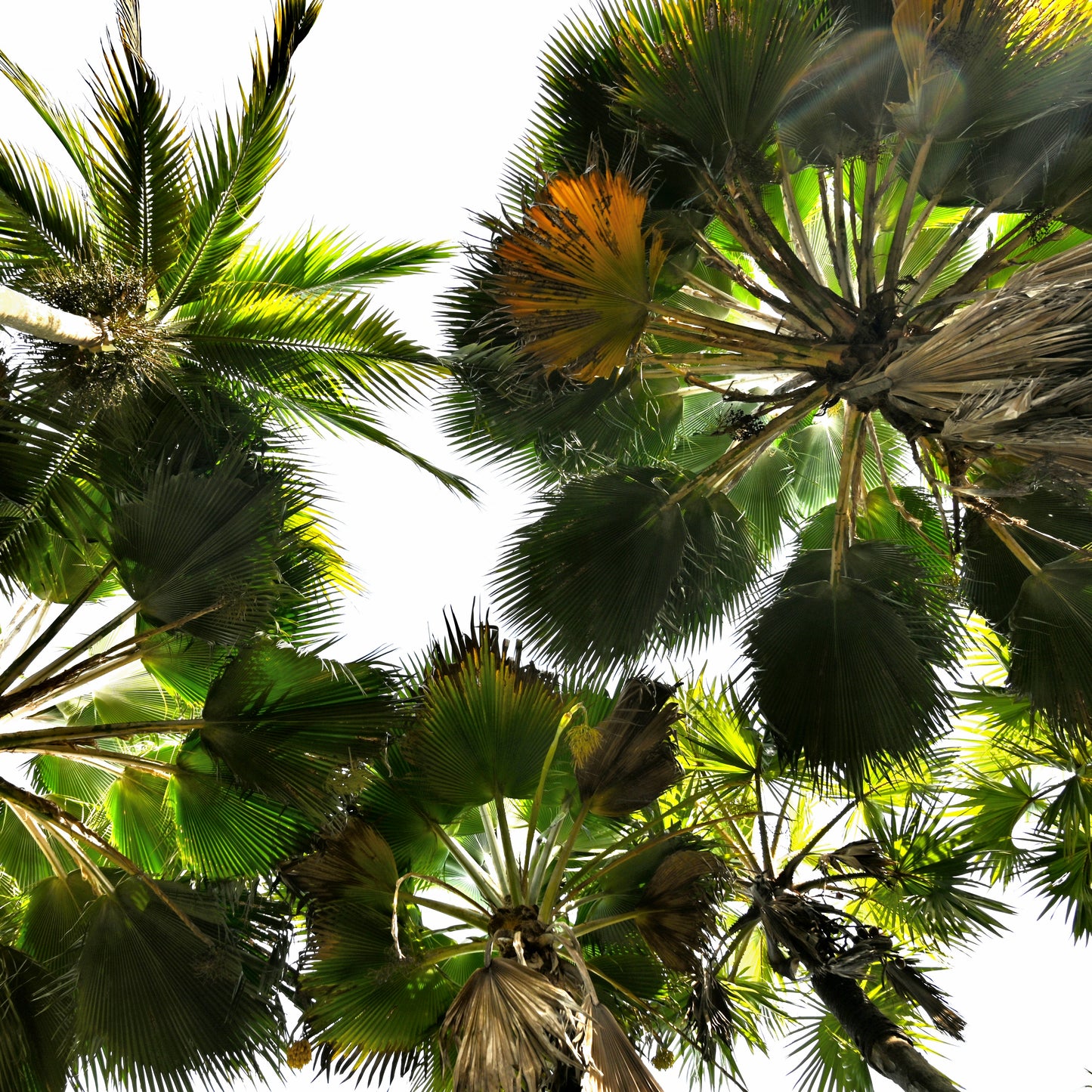 Palm II