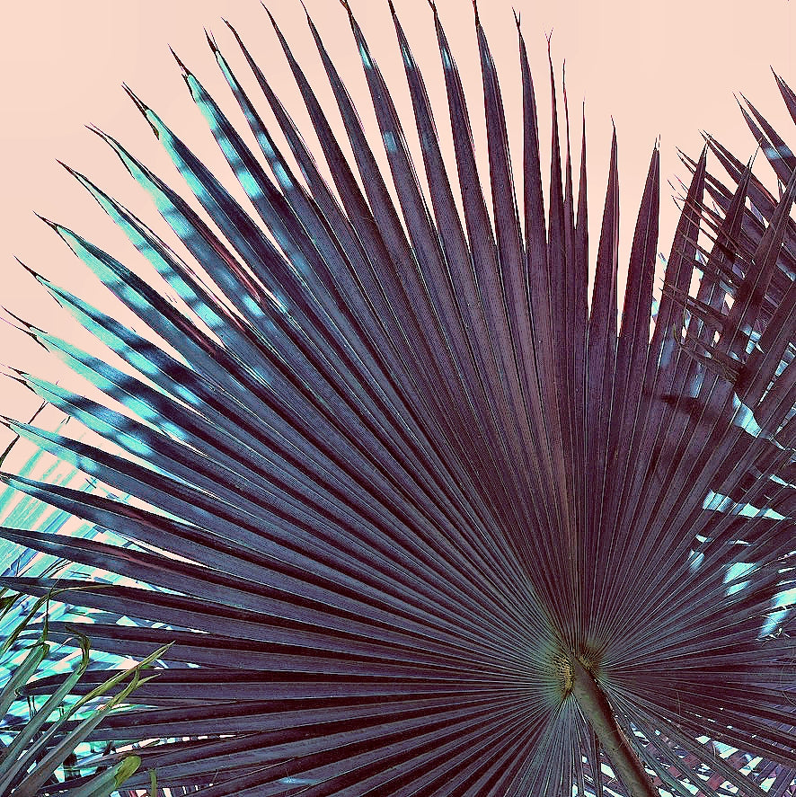 Peach Palm